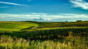 Contour-planted rows of green corn sweep across rolling hills beside a hayfield in eastern Iowa, with a low treeline on the horizon, scattered cumulus clouds, and sunlit tall grasses in the foreground under a deep blue summer sky.